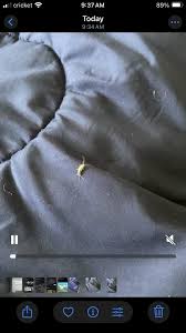 Hello! Who is this little fella? : r/bugidentification