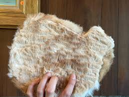 Vintage Taxidermy Sleeping Pet House Cat | EstateSales.org