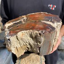 15.7lb Rare Natural petrified wood rough Wood fossil mineral ...