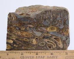 Rare Awesome Fossil Teredo Shipworm Bored Wood Petrified ...