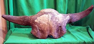 Bison Skull Fossil - Bison Antiquus from 10,000 Years Ago - An Ice Age Treasure! | eBay