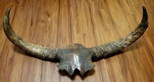 Sold at Auction: Massive fossil Steppe Bison Skull (Bison priscus) Pleistocene, Alaska.