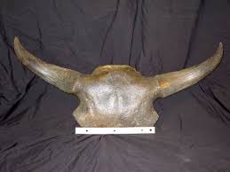 Bison Occidentalis Skull