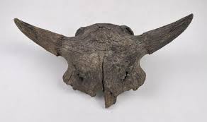 Montana River Found Ancient Buffalo Skull
