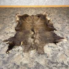 Decorative Moose Hide For Sale #24319 - The Taxidermy Store