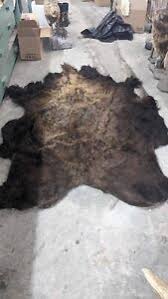 Real Buffalo / Bison Fresh Tanned Taxidermy Rug Hide Brand ...