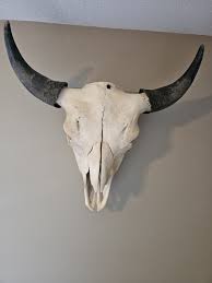 Authentic Bull Buffalo Skull Western Decor From South Dakota | eBay