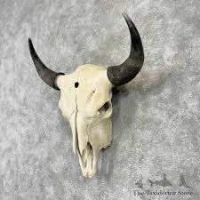 American Buffalo Bison Skull Mount For Sale #30442 - The Taxidermy Store