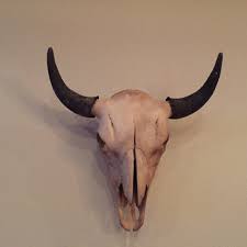 Real Bone Bison (buffalo) Skull - Etsy