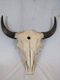 Large Lakota Sundance Painted Bison Skull