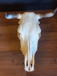 Real Cow Skull With Jaw, Cattle Skull With Long Horns and ...
