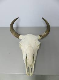 Bison Taxidermy Skull for sale. O-120BI – Mounts For Sale