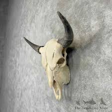 American Buffalo Bison Skull Mount For Sale #30437 - The ...