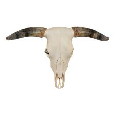 Real Longhorn Skull For Sale — Skulls Unlimited ...