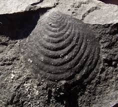 Lower Mississippian bi-valve id help - Fossil ID - The Fossil Forum