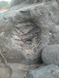 does anyone know what type of fossil this is? : r/fossils