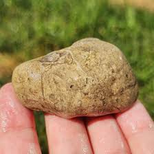 Gastropod Shell & Rugosa Horn Coral Fossils, Fossil ...