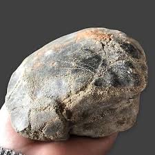 RARE!729g Natural Bivalvia Clam Rough Pelecypoda Fossil | eBay