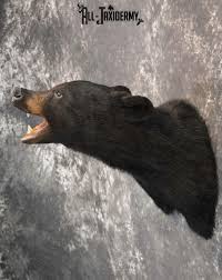 Black Bear Taxidermy Mount for Sale SKU 1184 - All Taxidermy