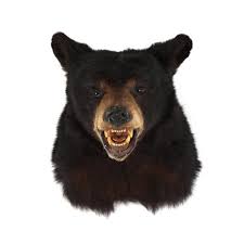 Vintage Black Bear Head Mount Taxidermy (Lot 5222 - Sporting ...