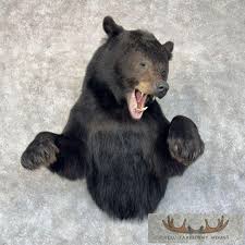 Black Bear 1/2-Life-Size Taxidermy Mount For Sale - Creel ...