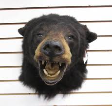 Lot - BLACK BEAR TROPHY HEAD TAXIDERMY MOUNT, wall mount