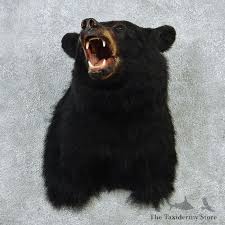 Black Bear Shoulder Mount For Sale #12873 - The Taxidermy Store