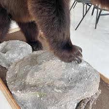 Grizzly Bear Taxidermy on Stand, 1980s