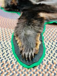 Black Bear Rug