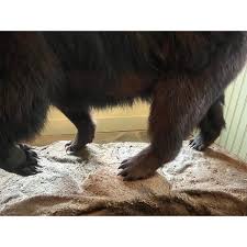 1970s Vintage Mounted Bear Taxidermy | Chairish