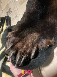 I WAS GIFTED A BEAR RUG‼️‼️ : r/vultureculture