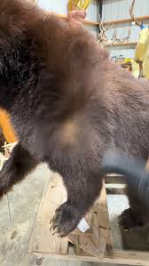 Putting the final touches on this big guy today ...