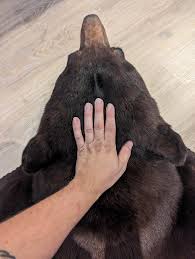 First bear mount : r/Taxidermy