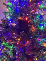 I wasn't even finished decorating! : r/catsinchristmastrees