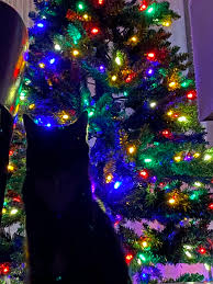 Oh Christmas tree oh Christmas tree your ornaments are ...