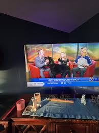 Update- Adopted!) Did you see this handsome guy on 7 news this morning?