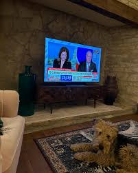 airedaleterriersforkamala