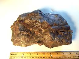 Premium, Unique. Petrified Wood limbs embedded in Agatized ...