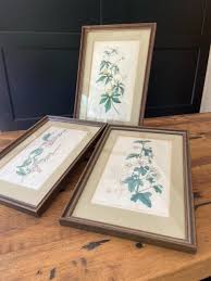 Set of 3 Antique Botanical Hand Colored Etchings by J ...