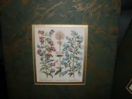 Basilius Besler Lot of 2 Prints with Mats Ready to Frame 12"x13" | eBay