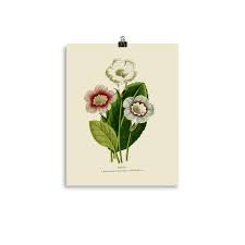 Charles Morren Gloxinia Fine Art Print • Botanical ...