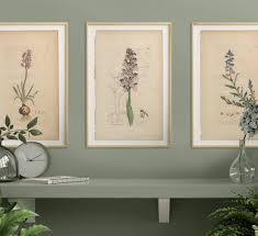 Sowerby Botany Plate 16 Military Orchis - Summer Weeds