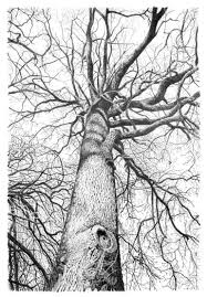 Arbre 66 Drawing by Frédéric Jammes | Saatchi Art Lithuania