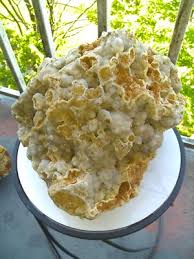 fossilized coral with multi-colored druzy | eBay