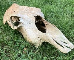 Black Angus Cow Skull. Halloween, Man-cave, Voodoo, Western ...