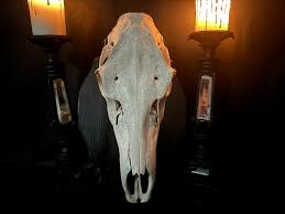 Cow Elk Skull – Black & Bones