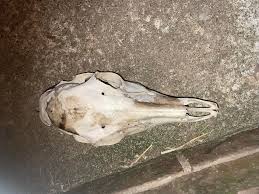 What type of animal is this found on a country road?