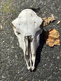 What are these skulls that a farmer gave to my friend? : r ...
