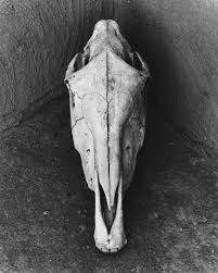 Horse Skull, O'Keeffe's House, Abiquiu, New Mexico, August 5 ...