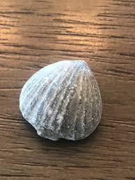 3 Brachiopods Cincinnati, Ohio Ordovician Lepidocyclus capax ...